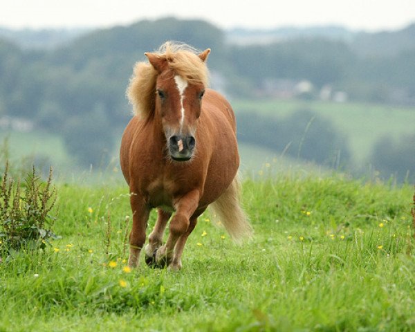 horse Fritz-Stormy (Shetland Pony, 1991)