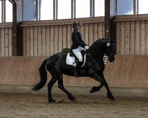 dressage horse Amalia Fan de Pikestjelp (Friese, 2016, from Maurits 437)