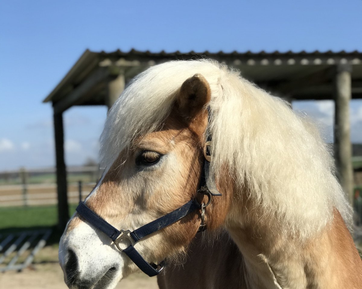 Dressurpferd Woody 147 (Haflinger, 2000, von Wempire)