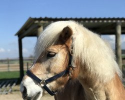 dressage horse Woody 147 (Haflinger, 2000, from Wempire)