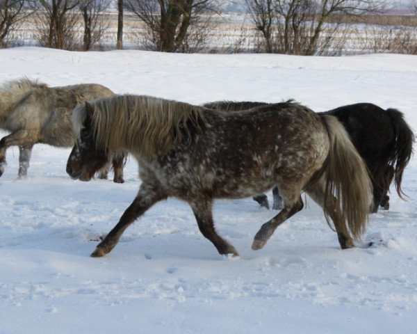 Zuchtstute Elora vom Regenbogen (Deutsches Classic Pony, 2007, von Just in Time)