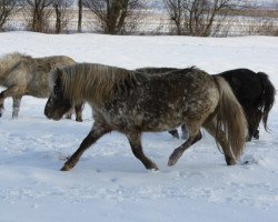 broodmare Elora vom Regenbogen (German Classic Pony, 2007, from Just in Time)