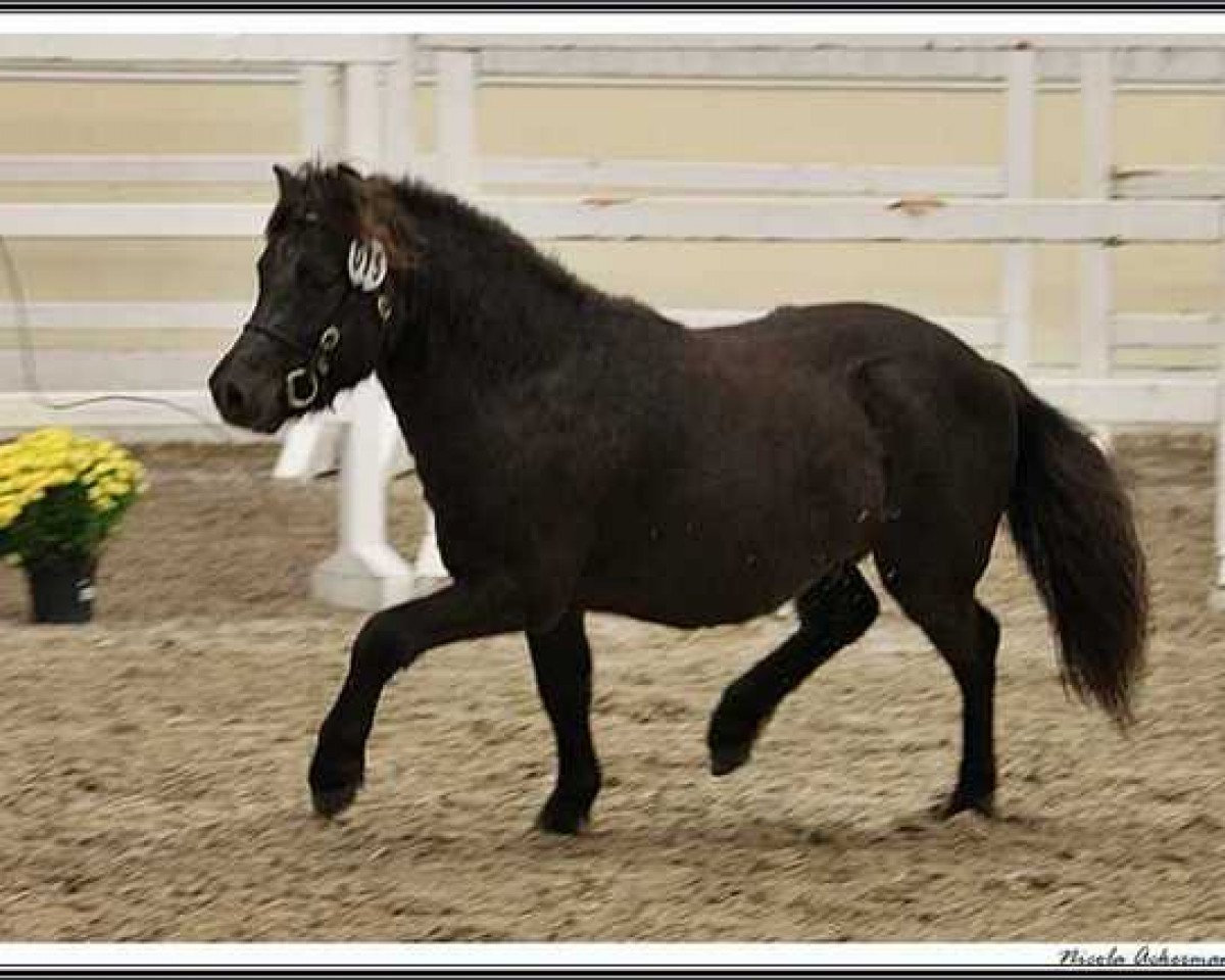Deckhengst Willow vom Olendiek (Dt.Part-bred Shetland Pony, 2010, von Willi Weitblick)