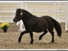 stallion Willow vom Olendiek (Dt.Part-bred Shetland pony, 2010, from Willi Weitblick)