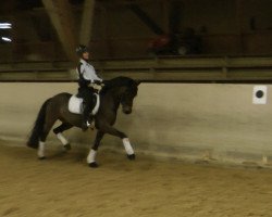 dressage horse Buffon HS (German Riding Pony, 2006, from Benetton S)