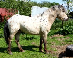 Deckhengst Worldstar vom Olendiek (Dt.Part-bred Shetland Pony, 2010, von Willi Weitblick)