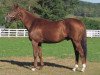 stallion Timber Country xx (Thoroughbred, 1992, from Woodman xx)