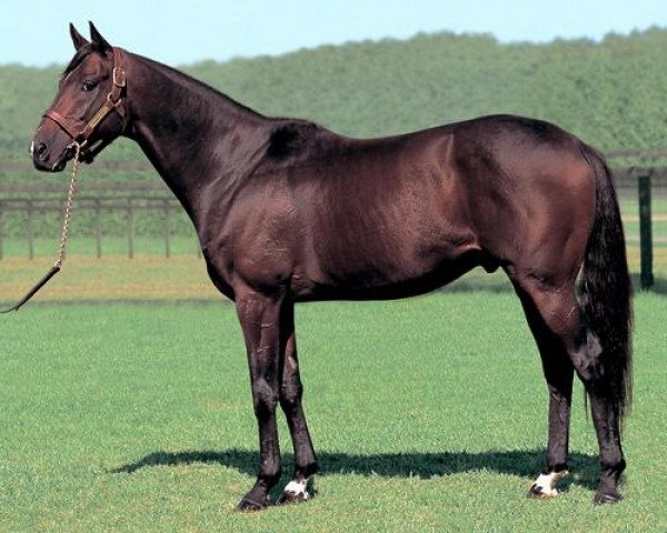 stallion Admire Don xx (Thoroughbred, 1999, from Timber Country xx)