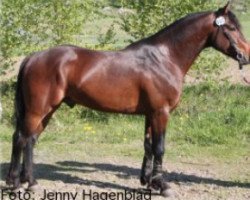 jumper Angaskogs Cooper (Connemara Pony, 2005, from Poetic Justice)