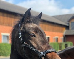 dressage horse Kornblume 42 (Pony without race description, 2005)