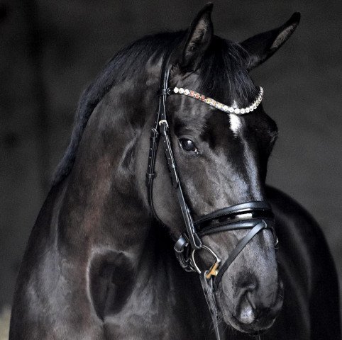 dressage horse Dell'amore (German Sport Horse, 2018, from Don Martillo)