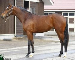 horse Barone Douphol xx (Thoroughbred, 2010, from Deep Impact xx)