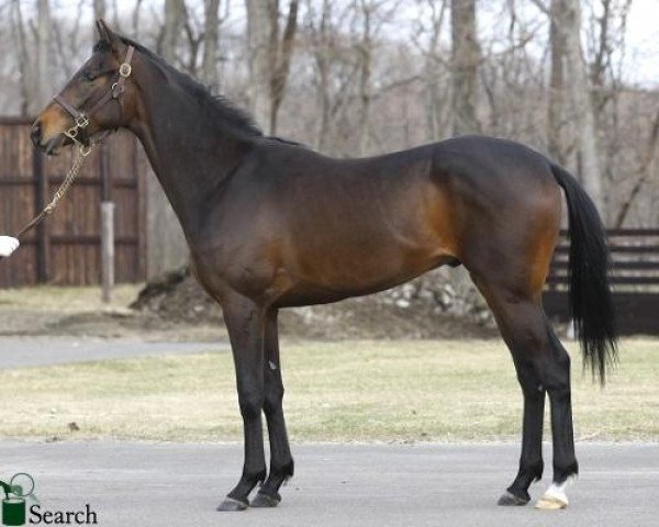 horse Mikki Tiger xx (Thoroughbred, 2010, from King Kamehameha xx)