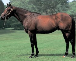 stallion Jungle Pocket xx (Thoroughbred, 1998, from Tony Bin xx)