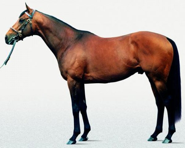 stallion Alkaased xx (Thoroughbred, 2000, from Kingmambo xx)