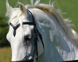 horse Siglavy Rubina (Lipizzaner, 1997, from Siglavy Plutona)