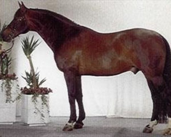 stallion Lorbas (Hanoverian, 1974, from Luxus)