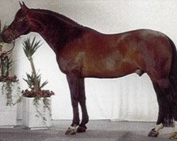 stallion Lorbas (Hanoverian, 1974, from Luxus)