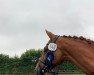 dressage horse Herbstcharmeur (Trakehner, 2011, from Imperio 3)