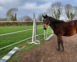 dressage horse Herbstgold (Trakehner, 2018, from Helium)