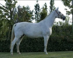 Zuchtstute Silver Dream (Hannoveraner, 1996, von Singular Joter)