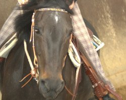 horse Gorch Fock (Hessian Warmblood, 1990, from Good Luck)