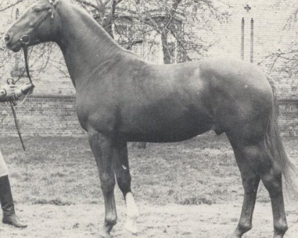 stallion Parodist I (Westphalian, 1982, from Palisander)