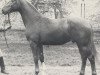 stallion Parodist I (Westphalian, 1982, from Palisander)