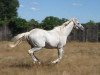 stallion Smadoun xx (Thoroughbred, 1990, from Kaldoun xx)