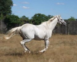 stallion Smadoun xx (Thoroughbred, 1990, from Kaldoun xx)