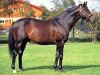 stallion Real Shadai xx (Thoroughbred, 1979, from Roberto xx)