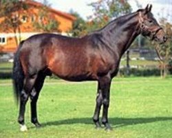 stallion Real Shadai xx (Thoroughbred, 1979, from Roberto xx)