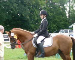 dressage horse Malik 13 (German Riding Pony, 1993, from Marsvogel xx)