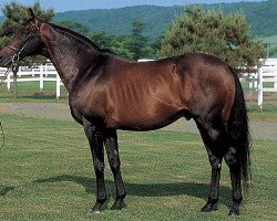 stallion Opera House xx (Thoroughbred, 1988, from Sadler's Wells xx)