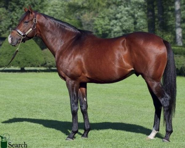 stallion Meisho Samson xx (Thoroughbred, 2003, from Opera House xx)