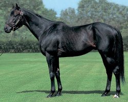 Deckhengst Zenno Rob Roy xx (Englisches Vollblut, 2000, von Sunday Silence xx)