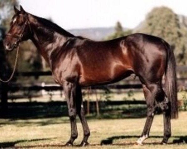 stallion Last Tycoon xx (Thoroughbred, 1983, from Try My Best xx)