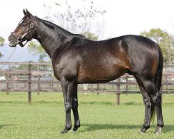 stallion Meisho Bowler xx (Thoroughbred, 2001, from Taiki Shuttle xx)