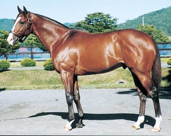 stallion Meisho Doto xx (Thoroughbred, 1996, from Bigstone xx)