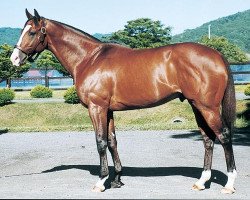 stallion Meisho Doto xx (Thoroughbred, 1996, from Bigstone xx)