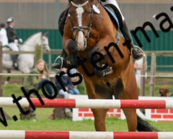 jumper Gunfight (German Sport Horse, 2006, from Guiness)