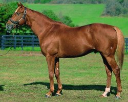 stallion Taiki Shuttle xx (Thoroughbred, 1994, from Devil's Bag xx)