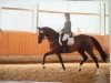 broodmare Santana 884 (Westphalian, 2007, from Sandro Hit)