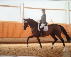 broodmare Santana 884 (Westphalian, 2007, from Sandro Hit)