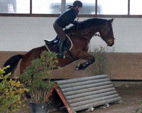 horse Gipsy (Polish Warmblood,  )