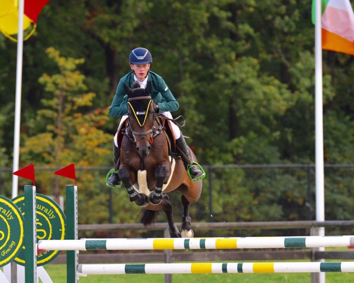 jumper K-Little Hero (Belgian Warmblood, 2010, from Lexicon)