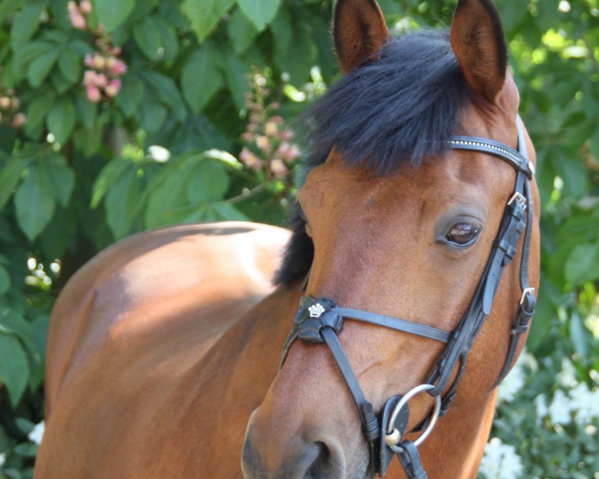 jumper Macency N (German Riding Pony, 1998, from Mac Geyver)