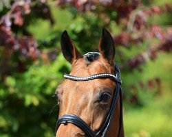 jumper Ca Fleur (Oldenburg show jumper, 2016, from Casino Berlin OLD)