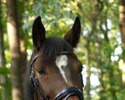 broodmare Hamira Blue (Belgian Warmblood, 2012, from Hunters Argentus)