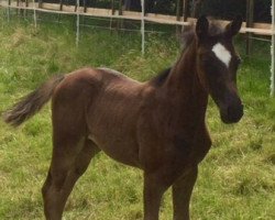 dressage horse Florence Noir (Hanoverian, 2015, from Fürst Romancier)